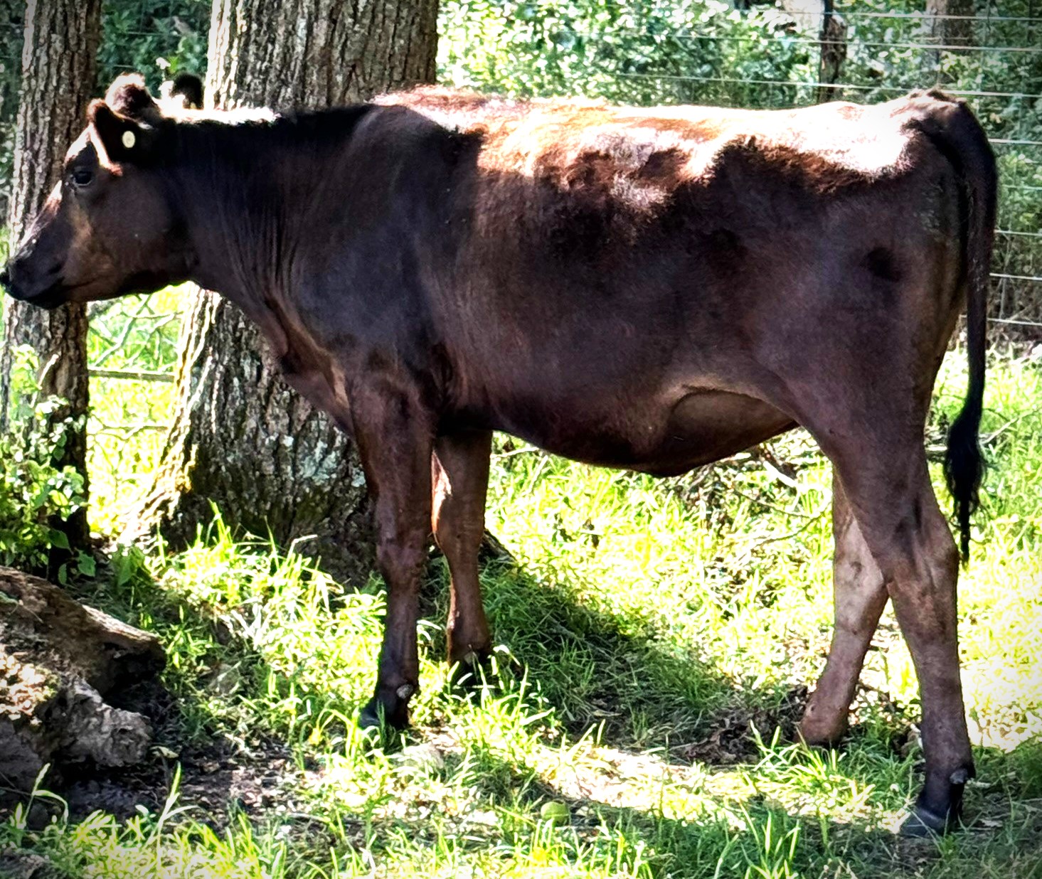 9 Registered Wagyu Heifers Available in Missouri